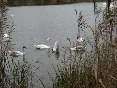 Zwanen en kuikens zwemmen in een meer, omringd door riet en gras.
