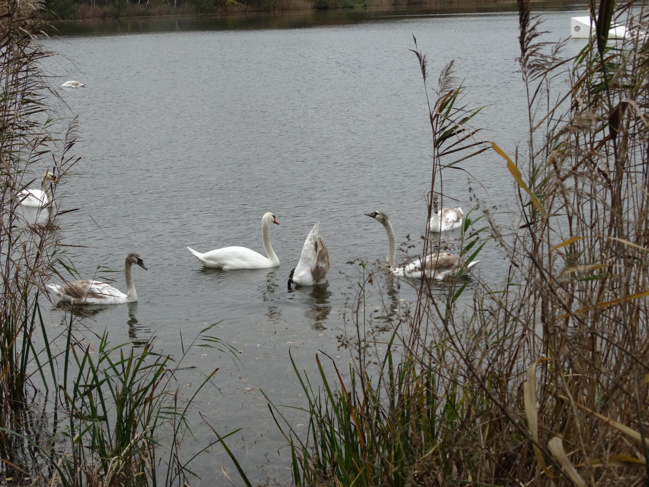 Zwanen en kuikens zwemmen in een meer, omringd door riet en gras.