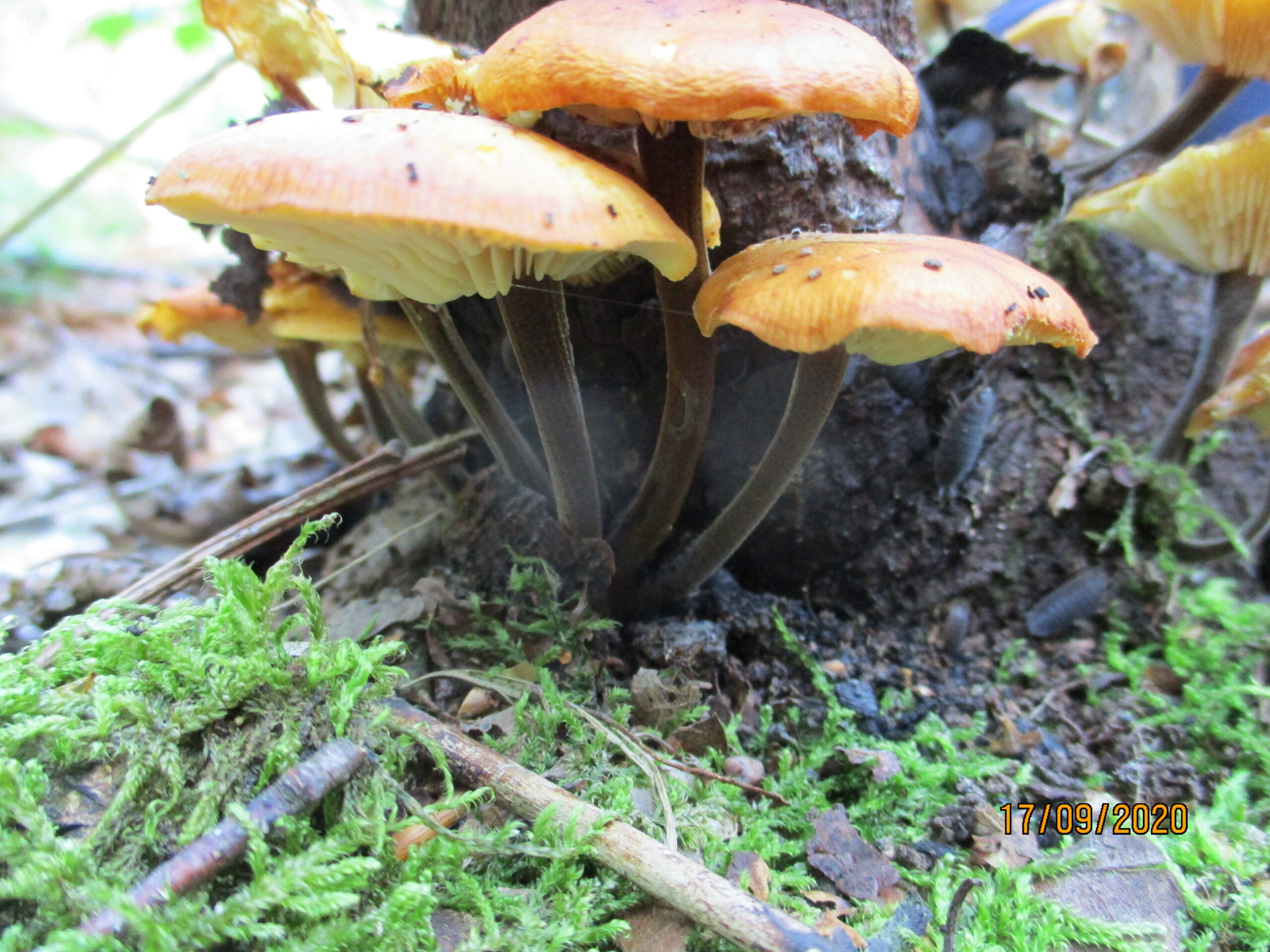 Oranje paddenstoelen groeien op een boomstronk omringd door groen mos.