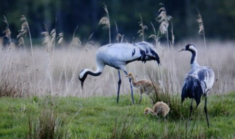 Twee volwassen kraanvogels met twee kuikens in een grasrijk veld omgeven door hoge grassen.