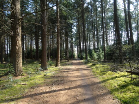 Bosweg omringd door hoge bomen en mos, onder zonnig hemel.