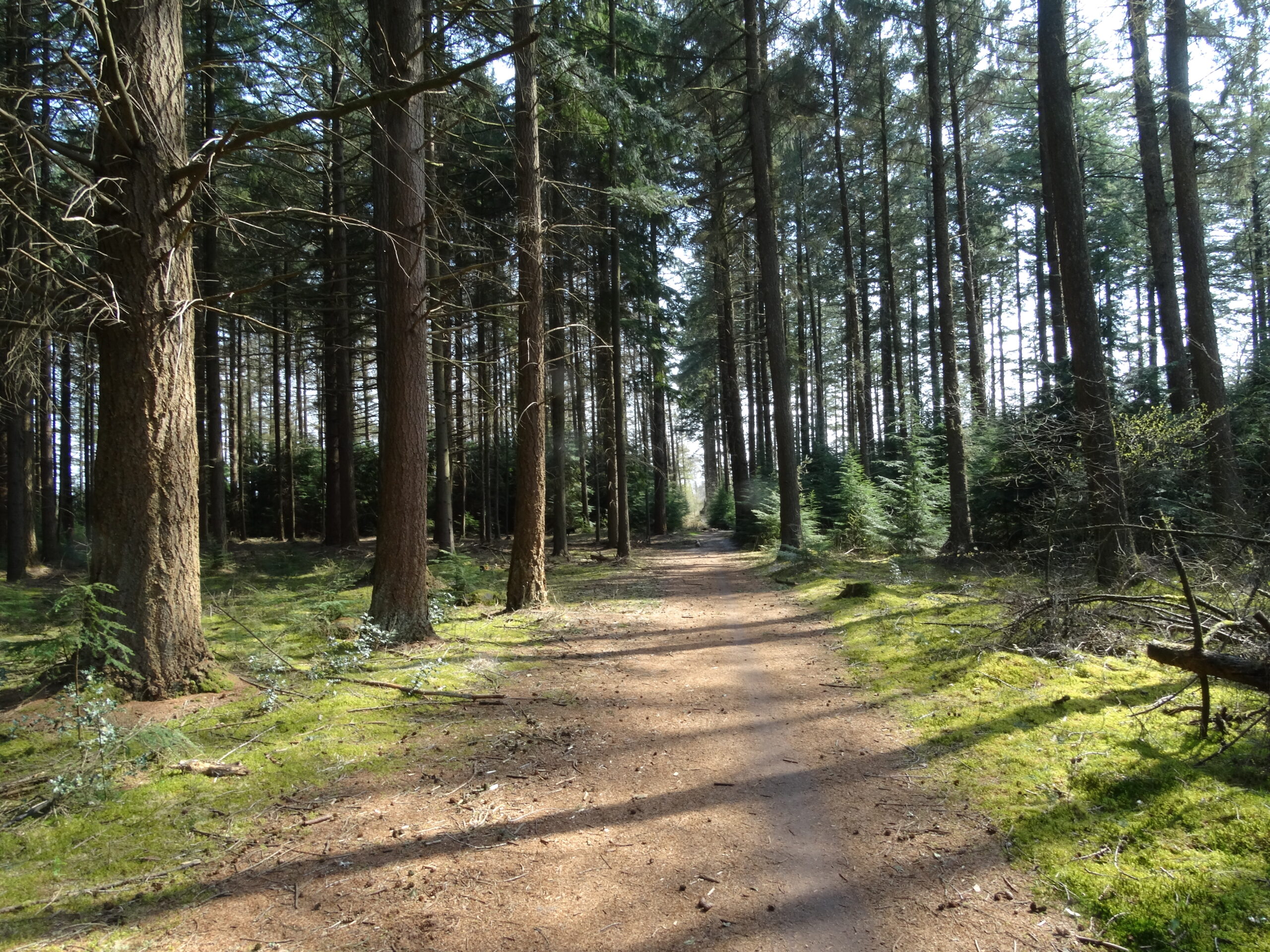 Bosweg omringd door hoge bomen en mos, onder zonnig hemel.