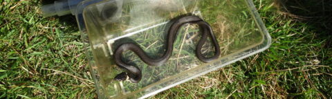 Zwarte slang in plastic doos op gras.