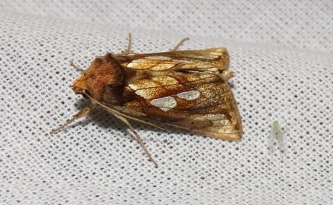 Bruine nachtvlinder met witte vlekken op vleugels, zittend op wit oppervlak naast klein, groen insect.