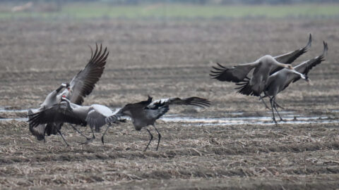 Een groep kraanvogels vliegt over een kaal veld; vleugels wijd gespreid.