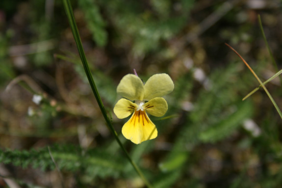 Schlangenberg, zinkviooltje, 