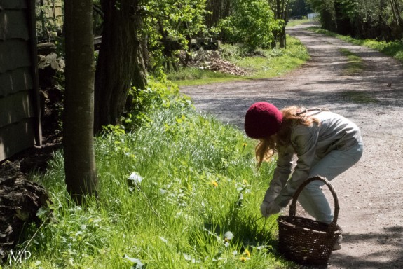 Eetbare planten verzamelen