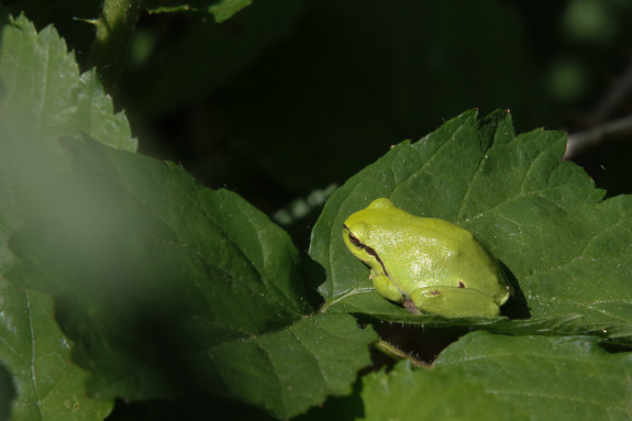 Boomkikker, amfibie, terugblik