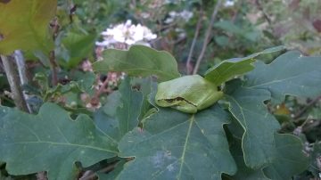 IVN De Maasdorpen stapt 2014 jaar in