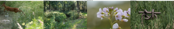 Filmstrip natuur Elsbeemden