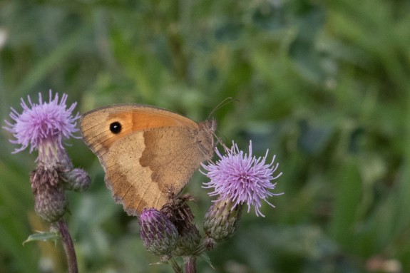 Vlinder, Lid worden,