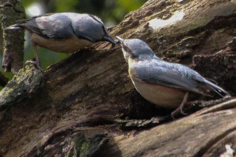 Vogelwandeling in ’t Sohr (2017)