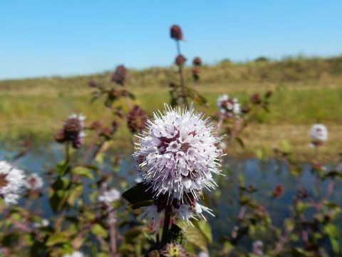 Bloeiende witte en paarse muntbloem met water en grasland op de achtergrond.