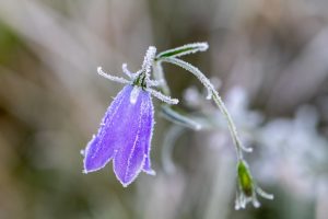 Paars Grasklokje met rijp