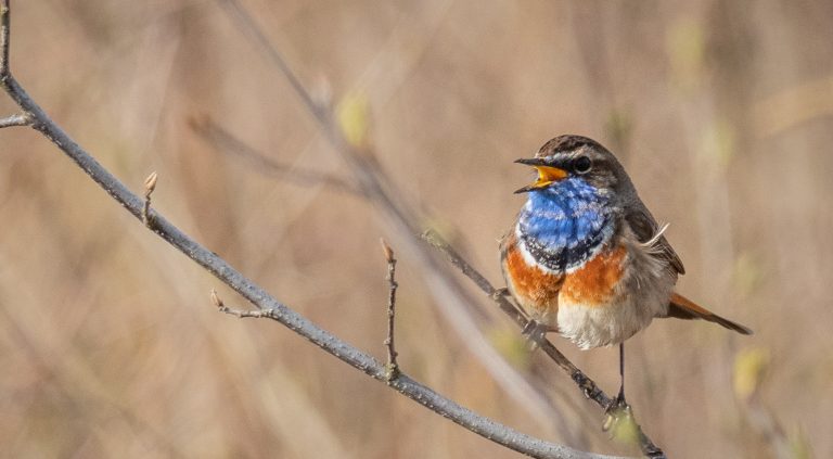 Blauwborst