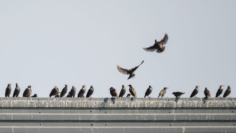 Een rij spreeuwen zit op een dakrand, met enkele vogels in de lucht erboven.