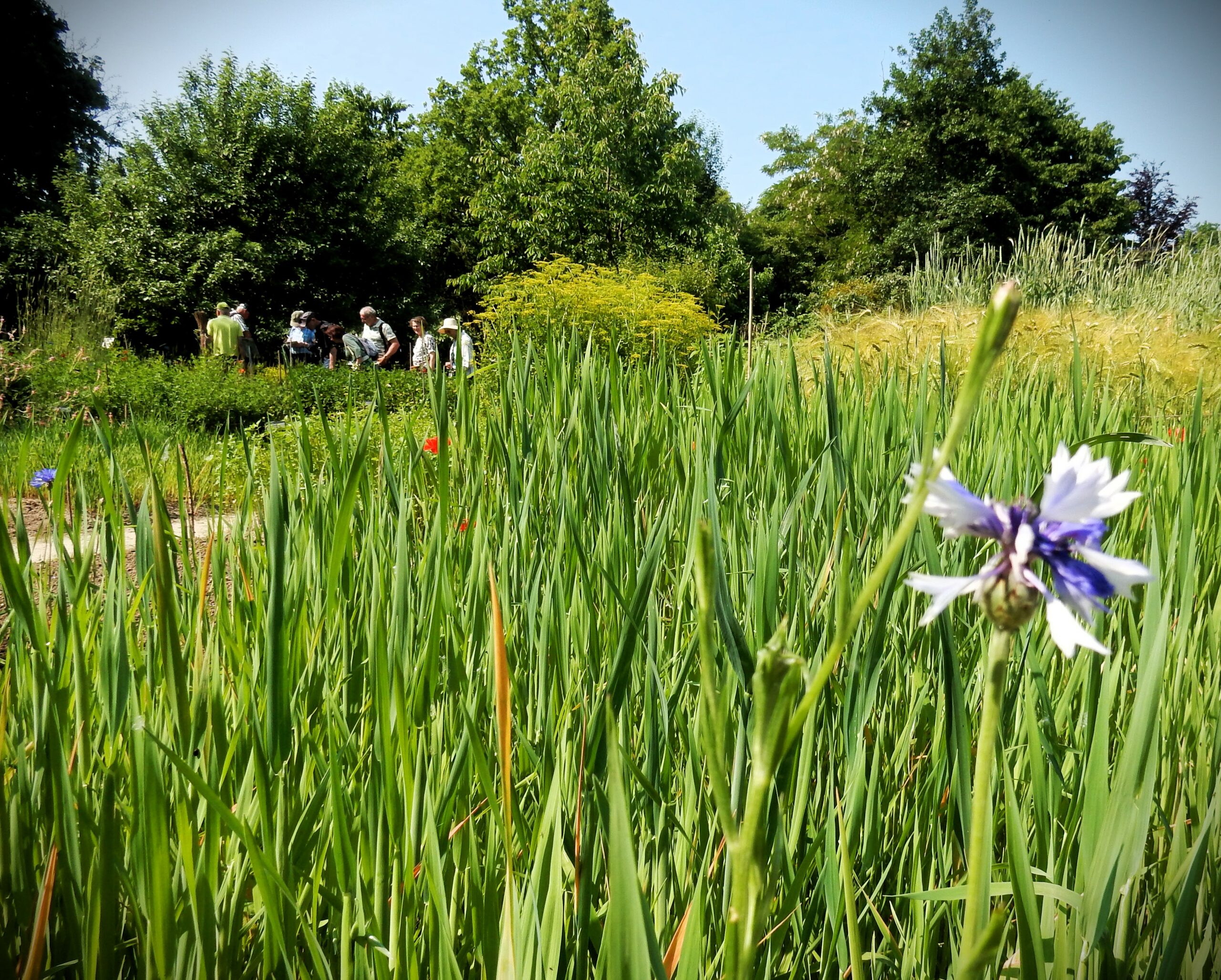 Bloem in focus op veld, mensen wandelen in achtergrond bij groene bomen.