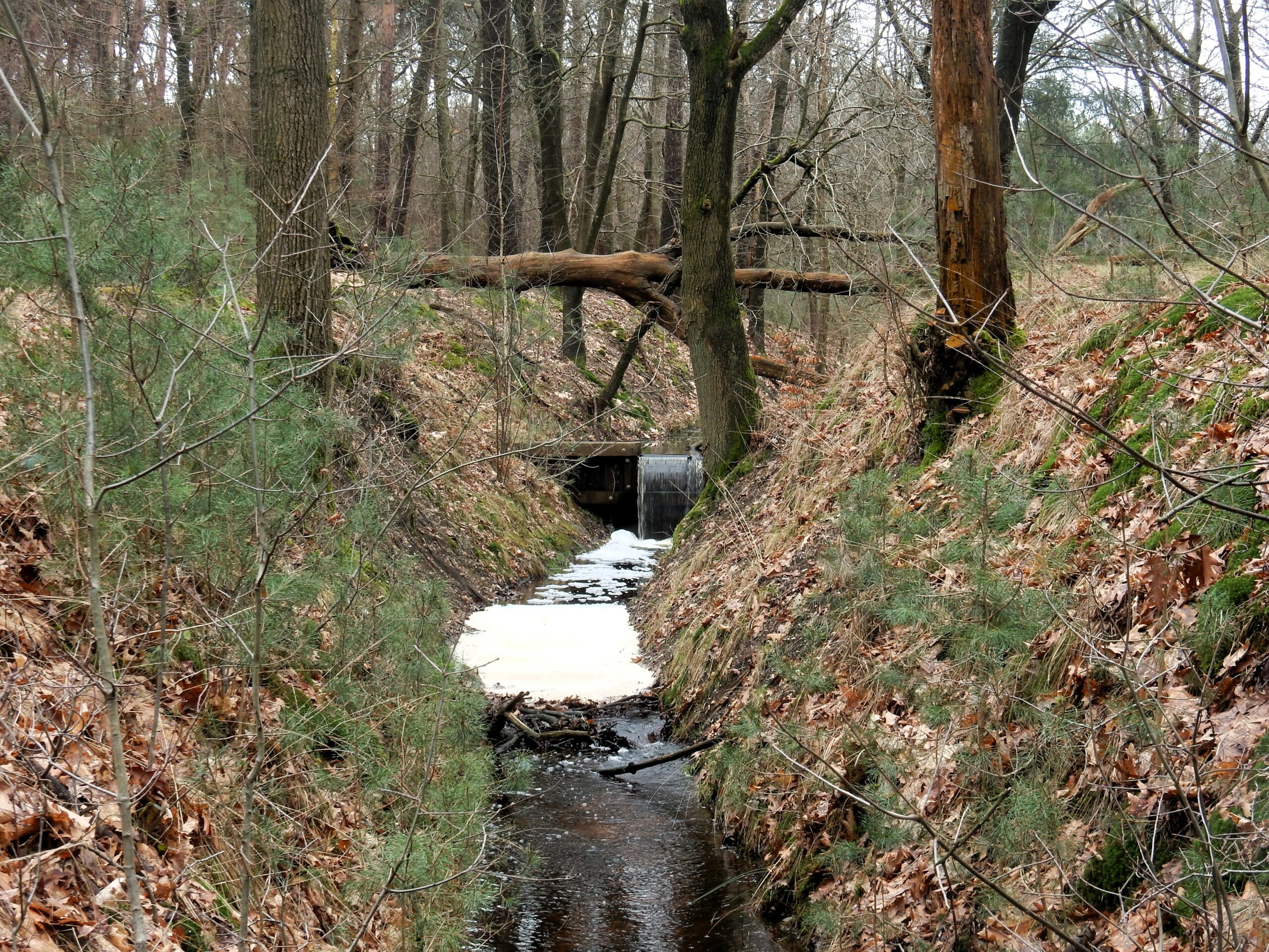 Bosbeek met stromend water en schuim onder een omgevallen boom, omgeven door herfstbladeren en bomen.