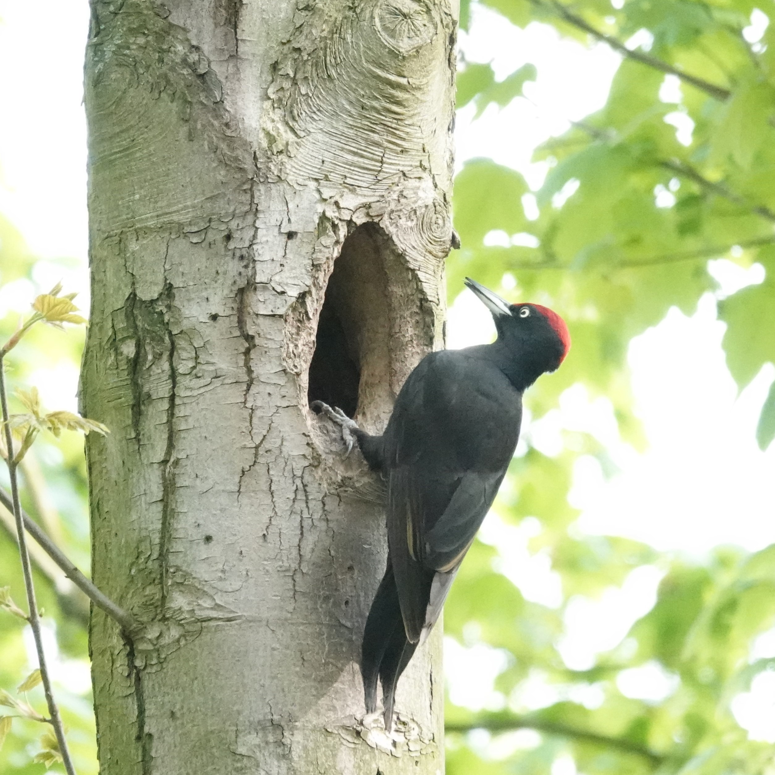 Specht met rood petje zit bij boomholte tegen een stam, omringd door groene bladeren.