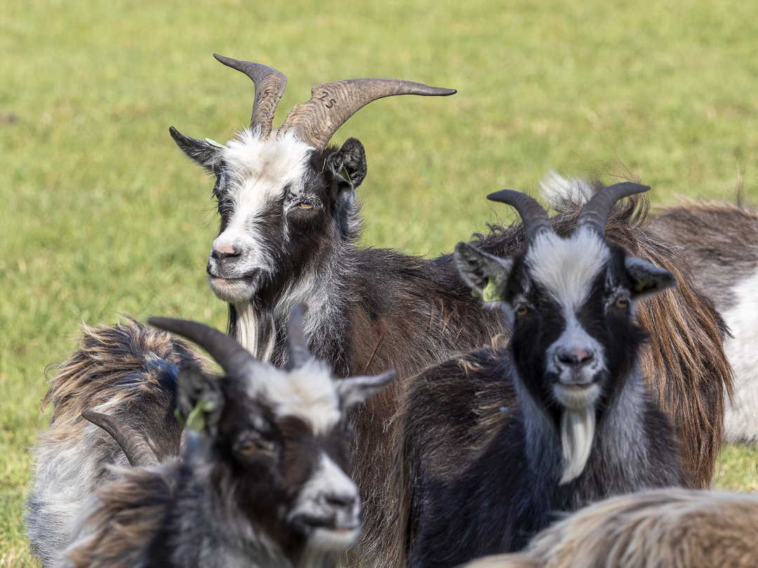 Heidse Peel- geiten