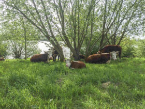 Maaspark Ooije-Wanssum