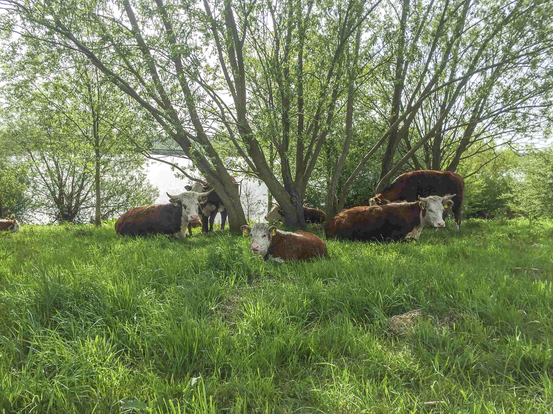 Maaspark Ooije-Wanssum