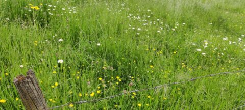 biodiversiteit