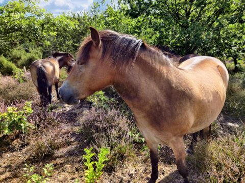 Exmoor pony