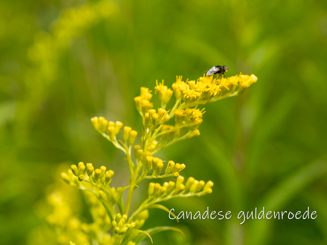 Gele bloemen van Canadese guldenroede met een insect op een groene achtergrond.