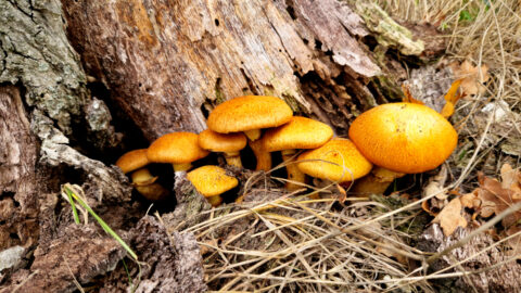 Paddenstoelen