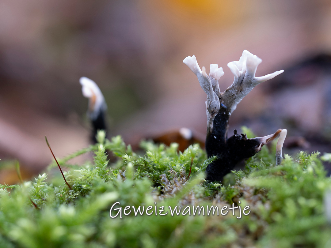 Geweizwammetje op mos, met witte toppen en donkere stelen, close-up gefotografeerd.