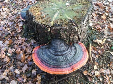 Paddenstoel met kleurrijke hoed groeit uit boomstronk te midden van herfstbladeren.