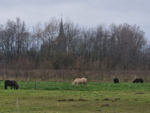 Paarden grazen in een veld met op de achtergrond kale bomen en een kerktoren.