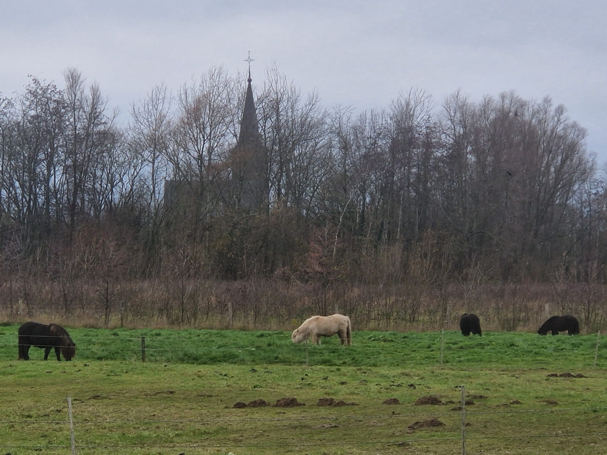 Paarden grazen in een veld met op de achtergrond kale bomen en een kerktoren.