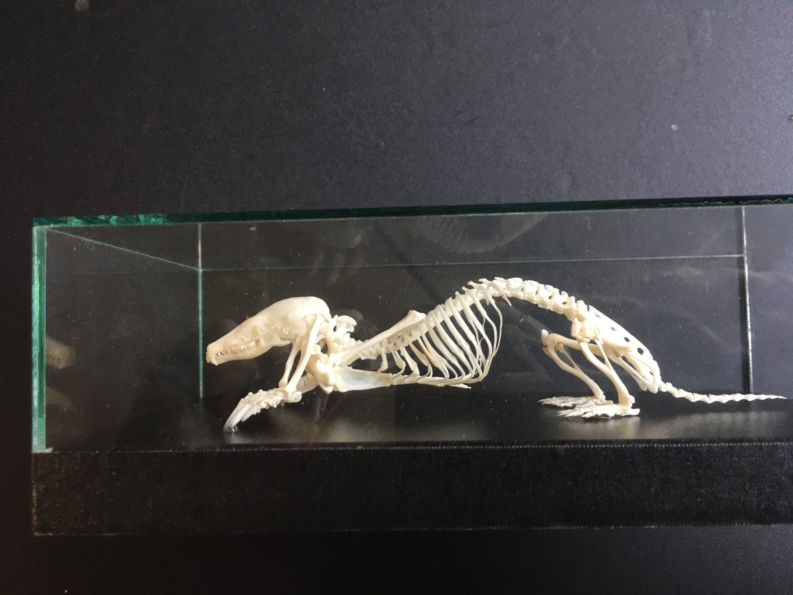 Skelet van een klein dier in een glazen vitrine, met gebogen wervelkolom en kop naar beneden.