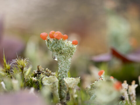 Close-up van korstmos met feloranje toppen op een groene ondergrond in de natuur.