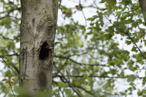 Specht kijkt uit een hol in een boom, omgeven door groene bladeren.
