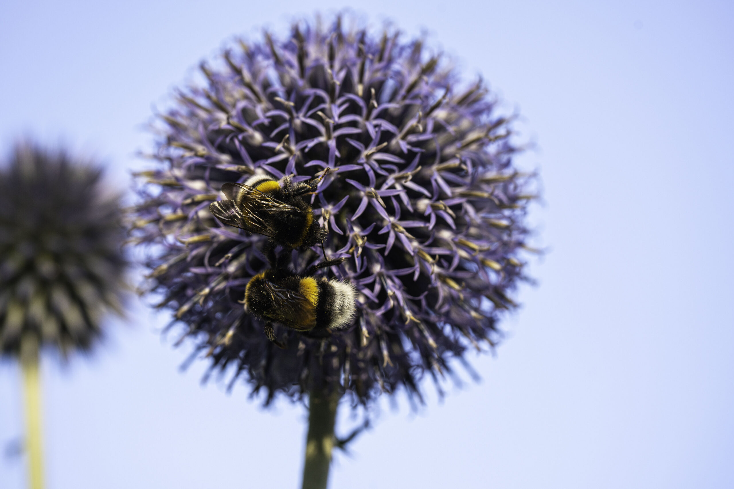 Twee bijen op een paarse distelbloem tegen een blauwe lucht.