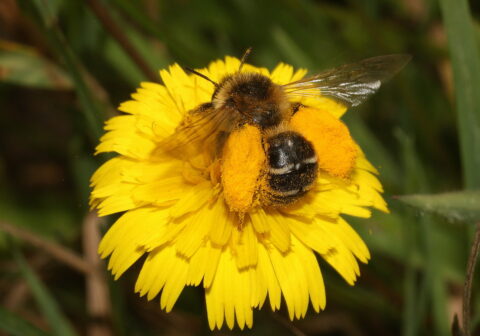 Bij op gele bloem bedekt met stuifmeel.