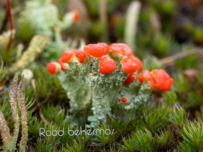 Close-up van rood bekermos met opvallende rode vruchten op een groene achtergrond van mos.