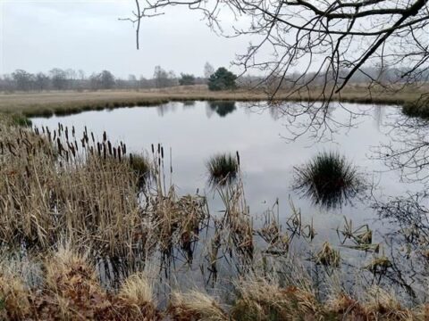 Rustig meer omringd door riet en kale bomen, onder een bewolkte lucht.