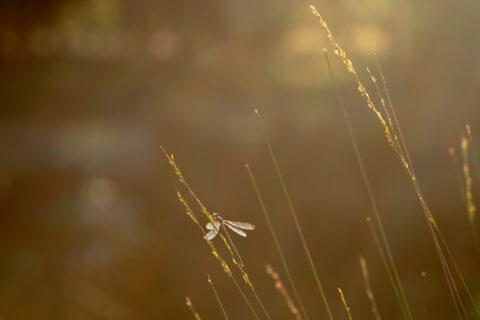 Een libelle rust op lange grassprieten in zacht, warm licht.