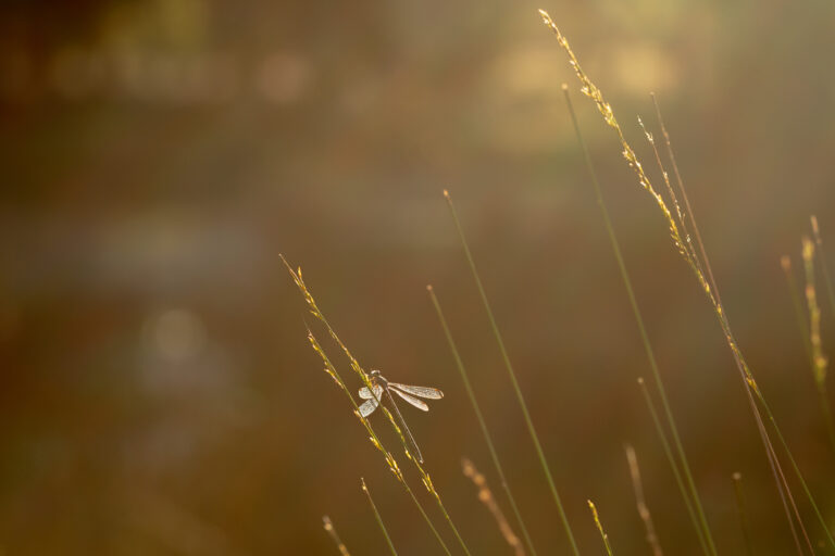 Een libelle rust op lange grassprieten in zacht, warm licht.