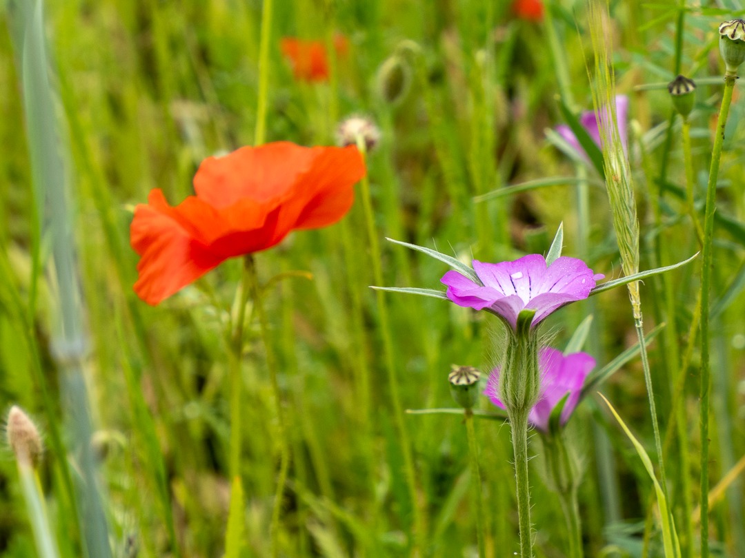 Paarse en rode bloemen in een groene veld setting, met onscherpe achtergrond.