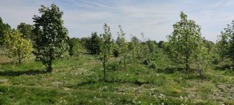 Rij jonge bomen op een grasveld onder een heldere blauwe lucht.