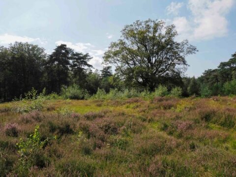 Heideveld met bloeiende paarse bloemen, omgeven door bomen onder een blauwe lucht met wolken.