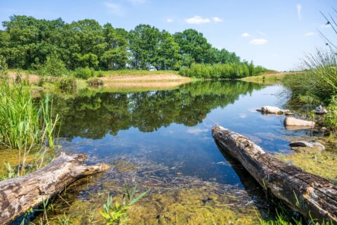 Vijver met heldere lucht reflectie, omringd door groen, gras en omgevallen boomstammen.