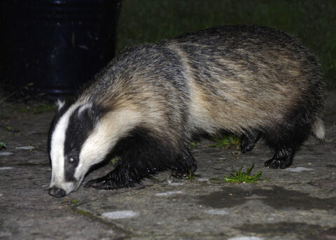 Das loopt over een stenen pad in de nacht, snuffelend aan de grond.