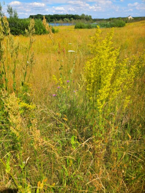 Bloemrijke, grasrijke weide met gele bloemen, bomen en een meer in de verte onder een blauwe hemel.