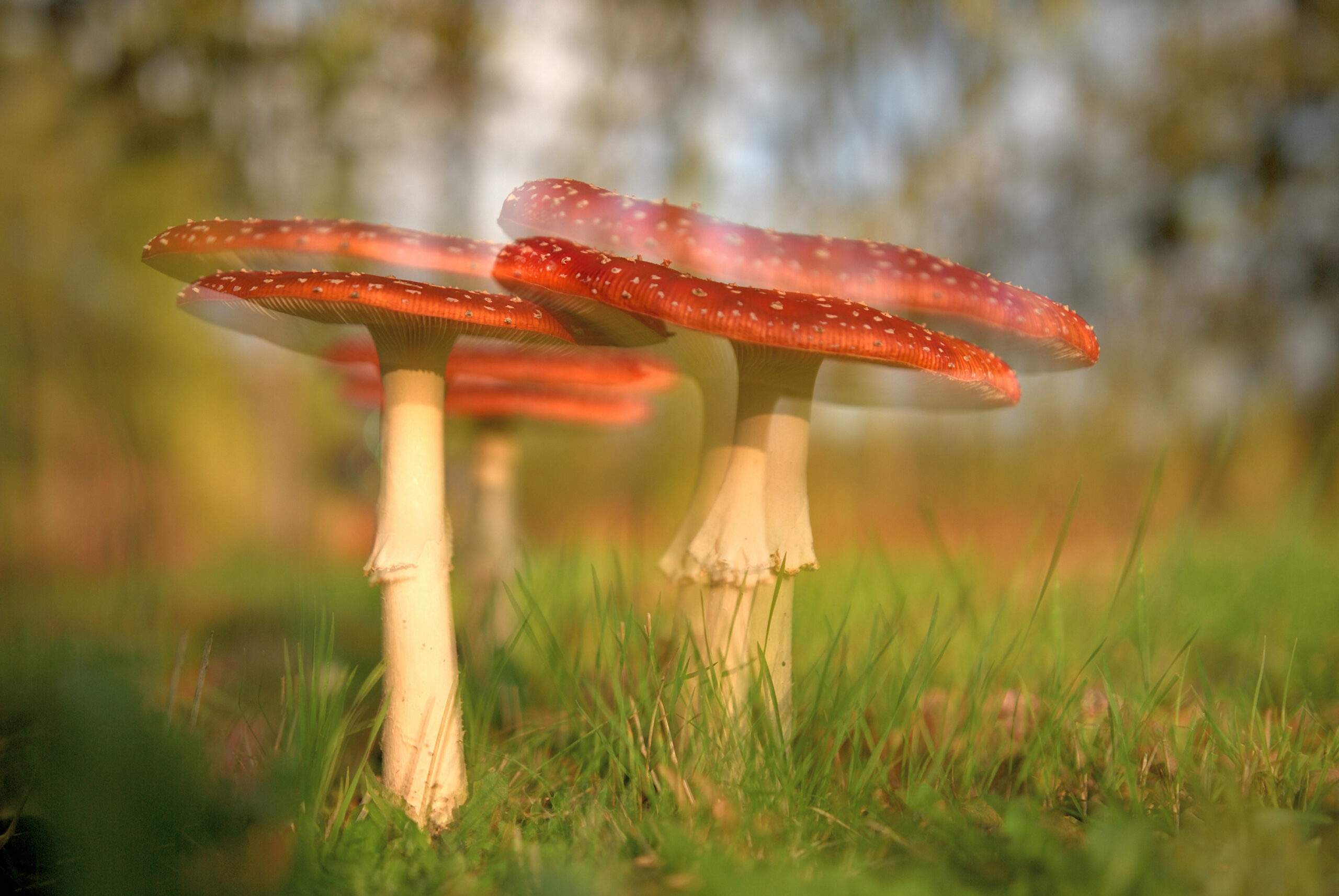 Drie vliegenzwammen met rode hoeden en witte stippen op gras.